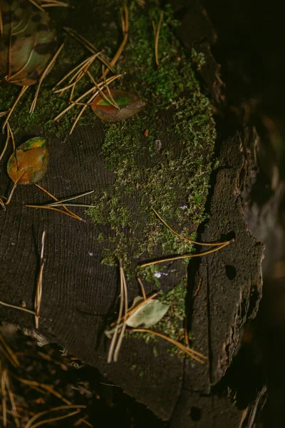 Morgen Einem Kiefernwald — Stockfoto