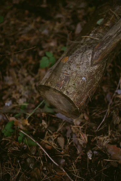 Çam ormanında bir sabah