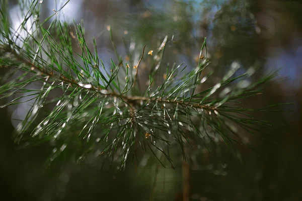 Çam ormanında bir sabah
