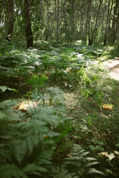 Poranek Sosnowym Lesie — Zdjęcie stockowe