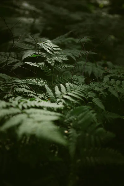 Çam ormanında bir sabah