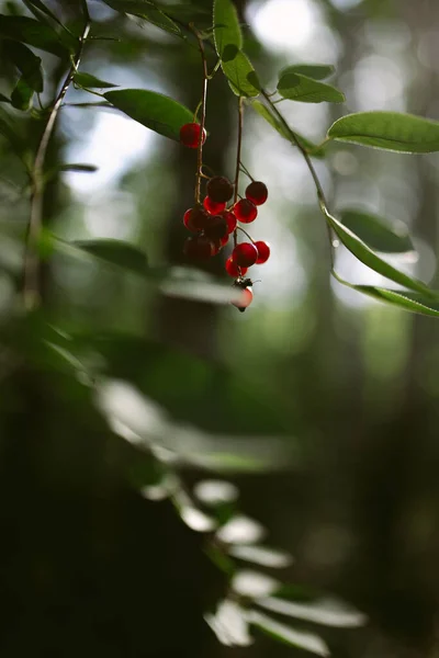 Çam ormanında bir sabah