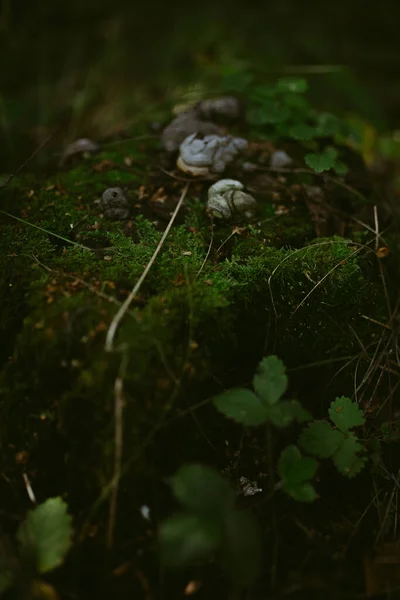 Çam ormanında bir sabah