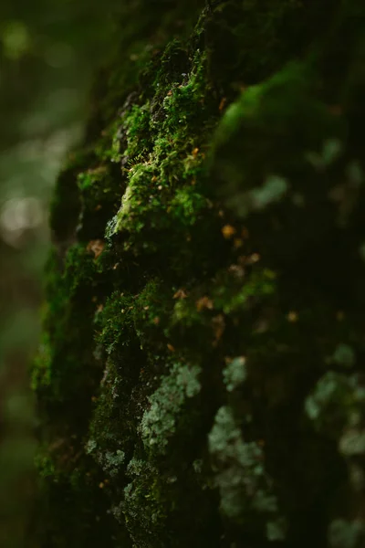 Çam Ormanında Bir Sabah — Stok fotoğraf