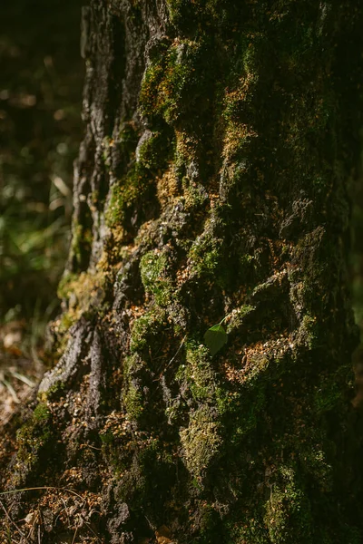 Morgen Einem Kiefernwald — Stockfoto