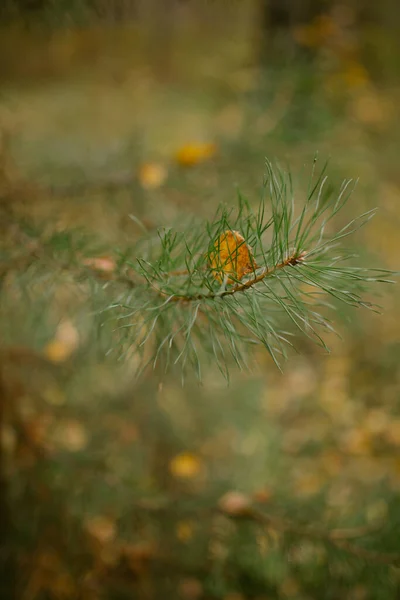 Herfst Gekomen Het Bos — Stockfoto