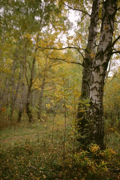 Ormana sonbahar geldi.