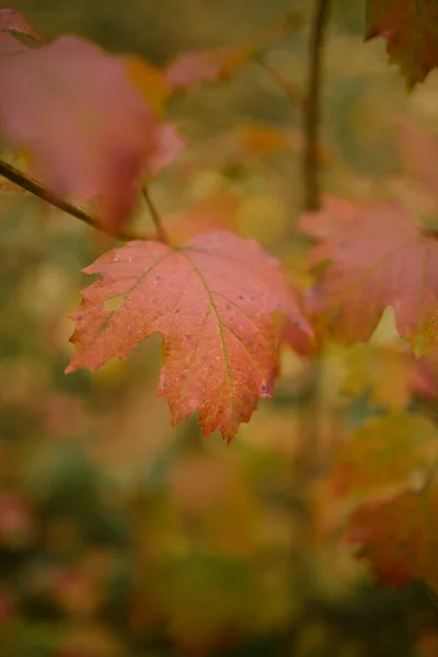 Otoño Llegado Bosque — Foto de Stock