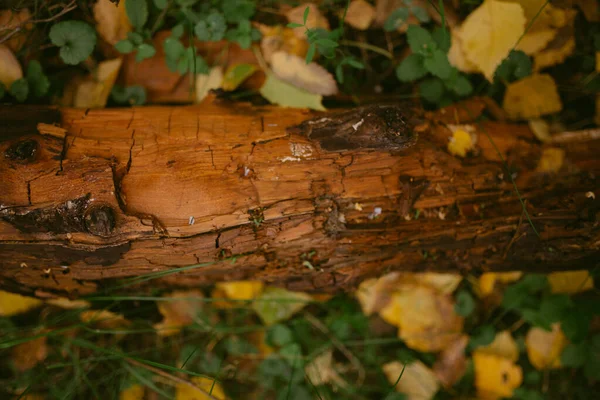 Hösten Har Kommit Skogen — Stockfoto