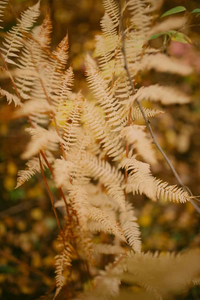 Automne Est Arrivé Dans Forêt — Photo