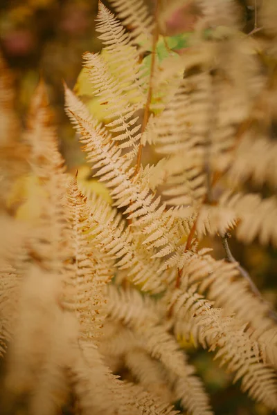 Outono Chegou Floresta — Fotografia de Stock