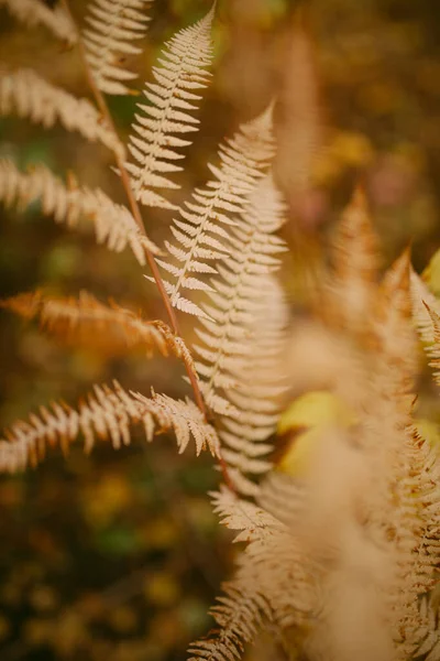 Automne Est Arrivé Dans Forêt — Photo