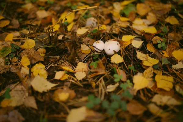 Ormana sonbahar geldi.