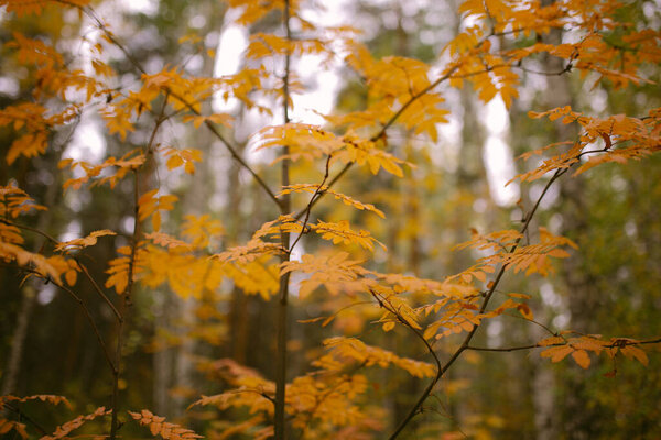 Осень пришла в лес