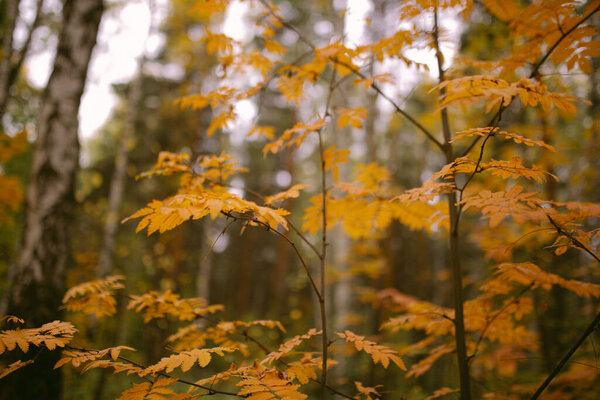 Autumn has come in the forest