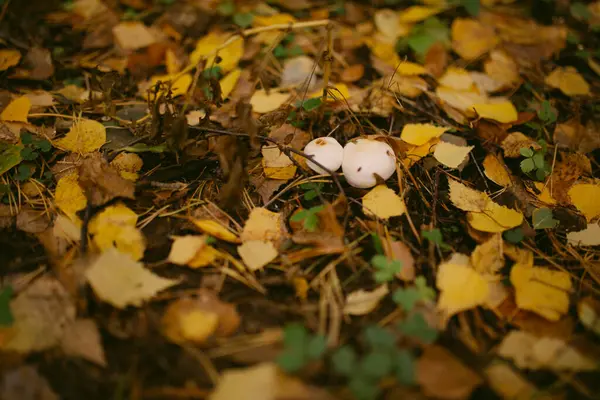 Herfst Gekomen Het Bos — Stockfoto