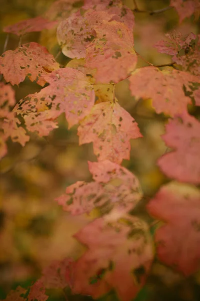 Ormana sonbahar geldi.