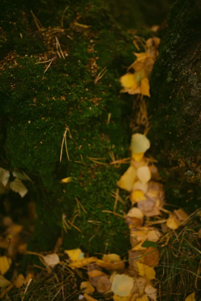 Herfst Gekomen Het Bos — Stockfoto