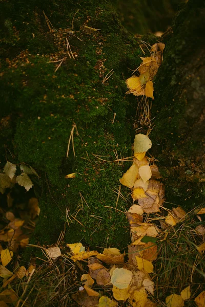 Hösten Har Kommit Skogen — Stockfoto