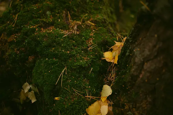 Осінь Прийшла Лісі — стокове фото