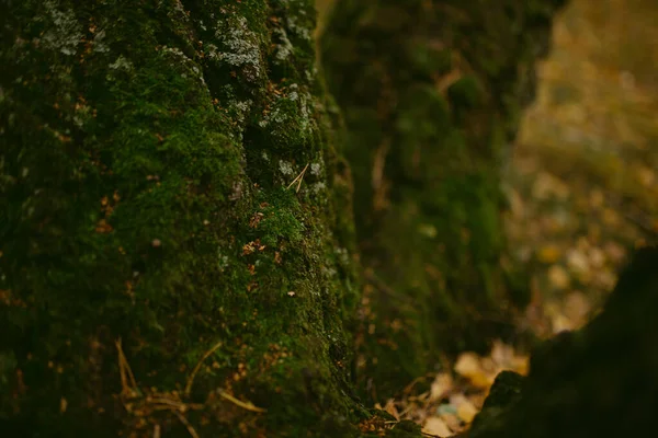 Otoño Llegado Bosque — Foto de Stock