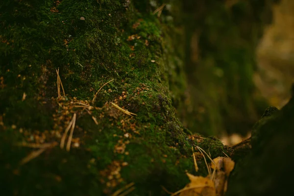 Hösten Har Kommit Skogen — Stockfoto