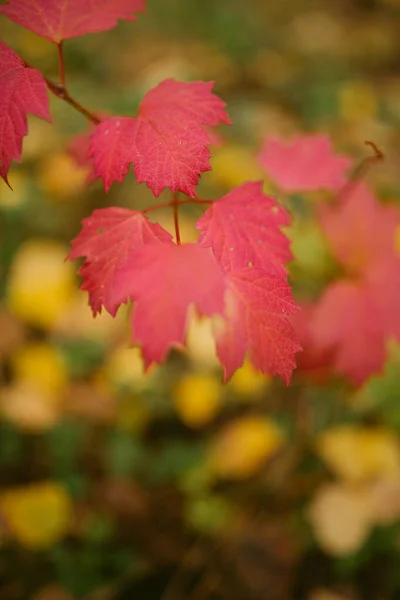 Automne Est Arrivé Dans Forêt — Photo