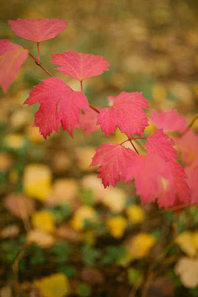 Herfst Gekomen Het Bos — Stockfoto