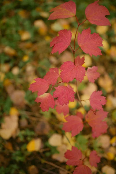 Herfst Gekomen Het Bos — Stockfoto