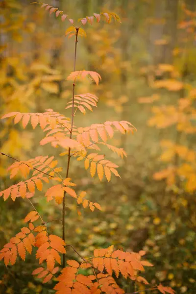 Herfst Gekomen Het Bos — Stockfoto