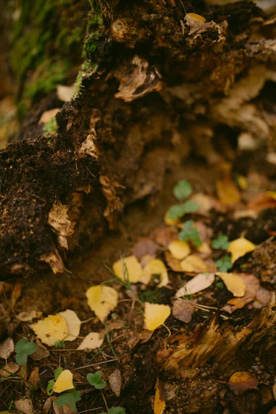 Otoño Llegado Bosque — Foto de Stock