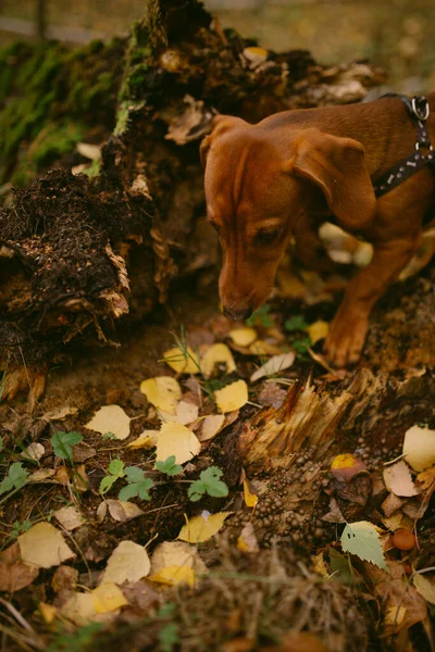 Der Herbst Ist Wald Gekommen — Stockfoto