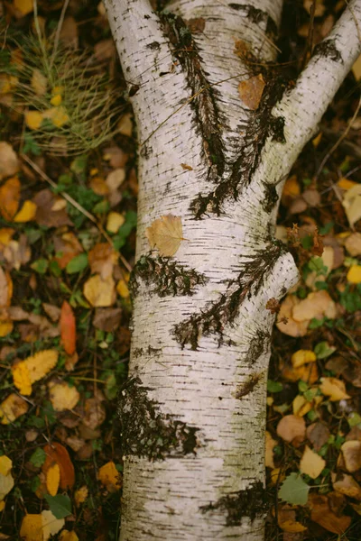 Der Herbst Ist Wald Gekommen — Stockfoto