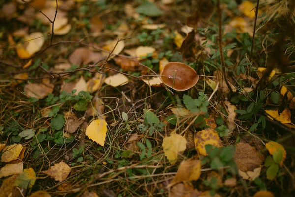 Herfst Gekomen Het Bos — Stockfoto