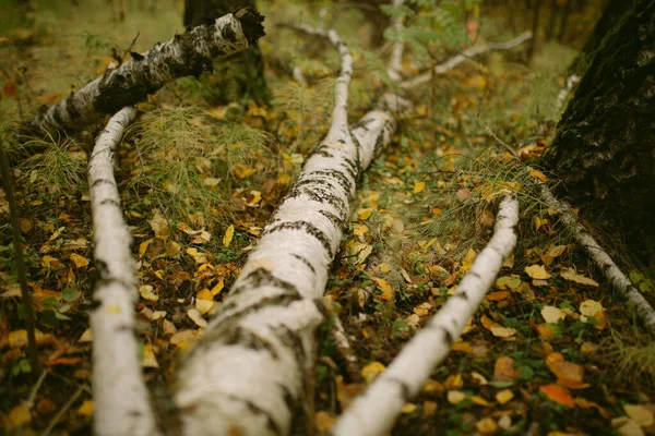 Der Herbst Ist Wald Gekommen — Stockfoto