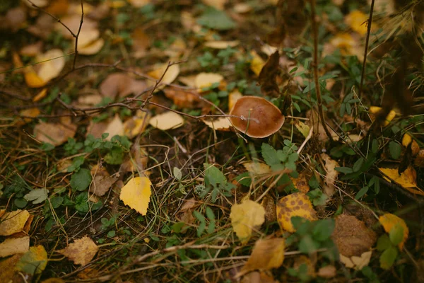 Outono Chegou Floresta — Fotografia de Stock
