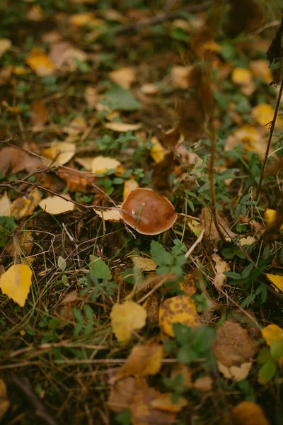 Jesień Nadeszła Lesie — Zdjęcie stockowe
