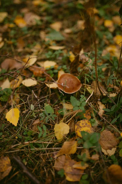 Otoño Llegado Bosque —  Fotos de Stock