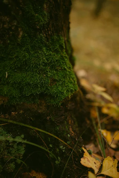 Hösten Har Kommit Skogen — Stockfoto