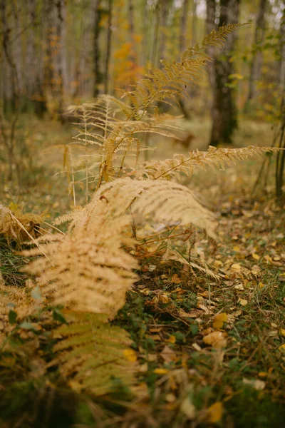 Hösten Har Kommit Skogen — Stockfoto