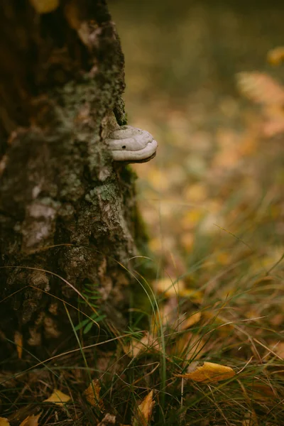 Eljött Ősz Erdőben — Stock Fotó