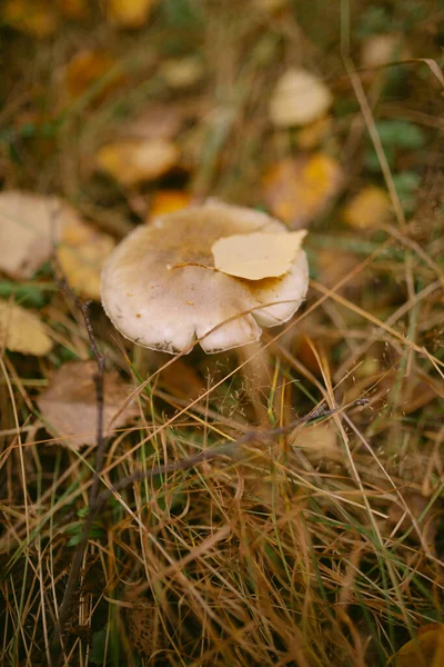 Autumn Has Come Forest — Stock Photo, Image