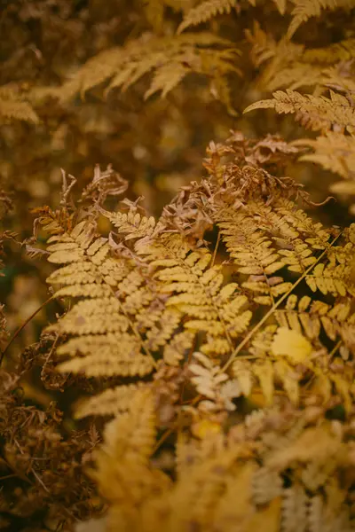 Herfst Gekomen Het Bos — Stockfoto