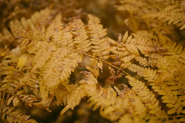 Outono Chegou Floresta — Fotografia de Stock