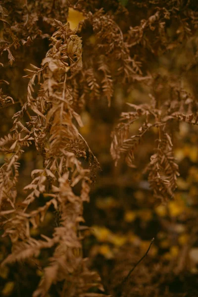 Outono Chegou Floresta — Fotografia de Stock