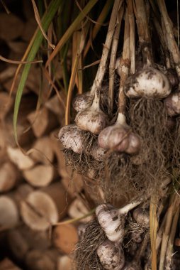 Hasattan sonra dışarıda kuru sarımsak. Odunların arkasında sarımsak var.