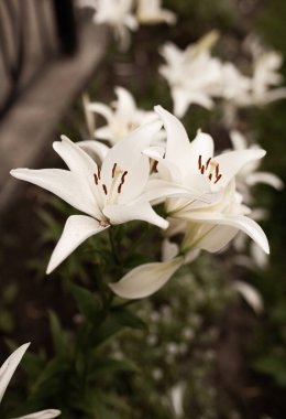 Zambaklar sıcak bir yaz gününde çiçek açtı. Güneşte çok parlak parla.
