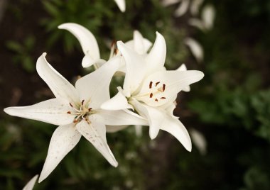 Zambaklar sıcak bir yaz gününde çiçek açtı. Güneşte çok parlak parla.