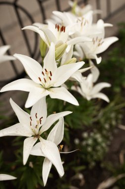 Zambaklar sıcak bir yaz gününde çiçek açtı. Güneşte çok parlak parla.