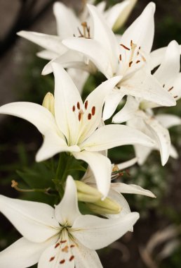 Zambaklar sıcak bir yaz gününde çiçek açtı. Güneşte çok parlak parla.